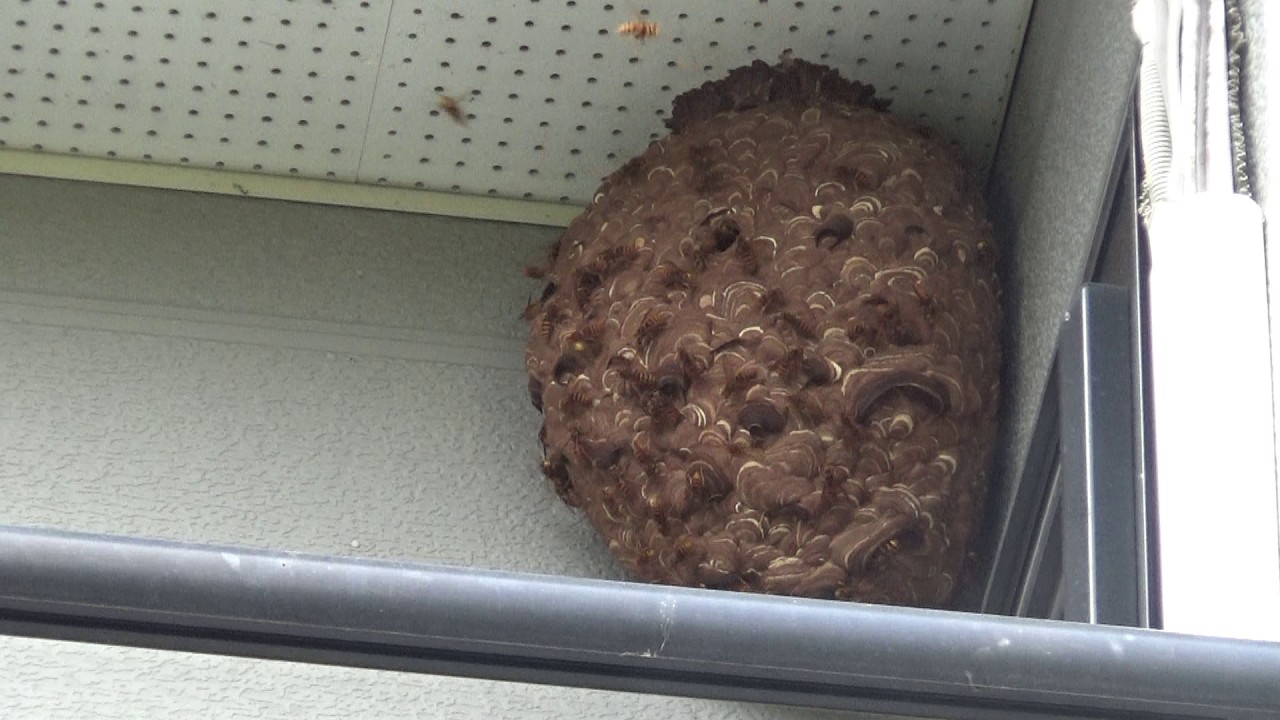 中島村でスズメバチ駆除- ベランダの天井に９月の巨大な蜂の巣！駆除するのも恐ろしい！ Hornet Nest Removal