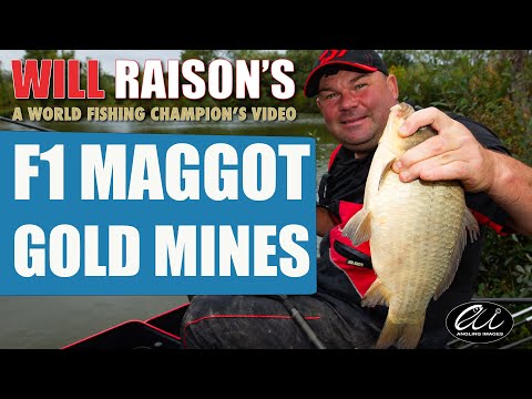 F1 Carp Maggot Tactics | Will Raison Fishing