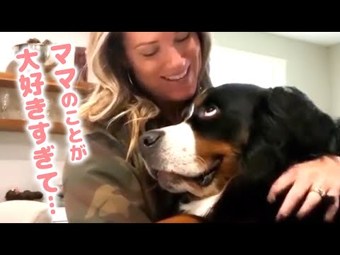 バーニーズ・マウンテン・ドッグ – 大きなサイズのかわいい犬が大好き