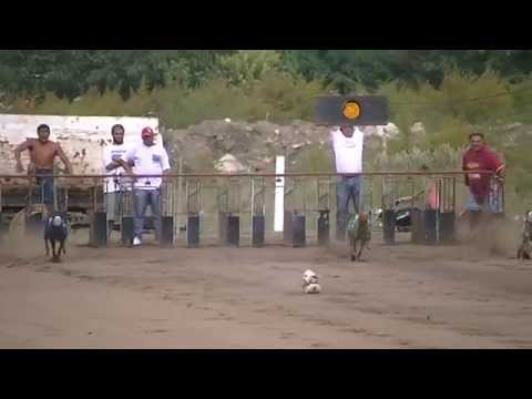 ROCKY-MARTINEZ-LA VIOLETA