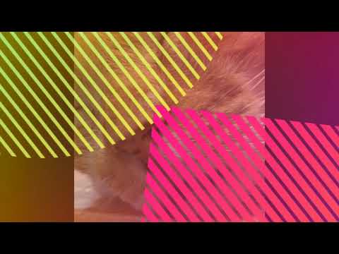 The Secret Life of Cats