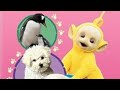 Opening To Teletubbies Baby Animals 2001 DVD