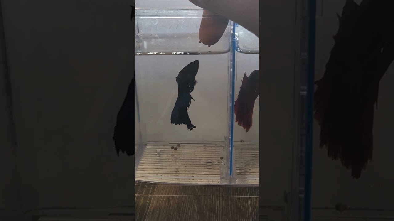 Watch video HAND FEEDING BETTA - FIGHTER FISH Now HAND FEEDING BETTA - FIGHTER FISH