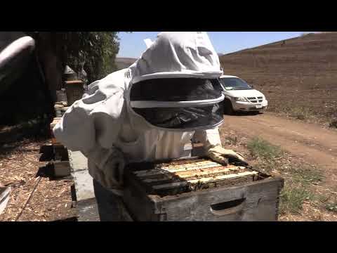 Feral Hive Inspection (Nasty Bees!)