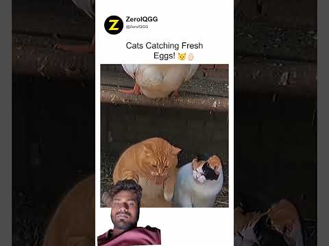 #funny #cat