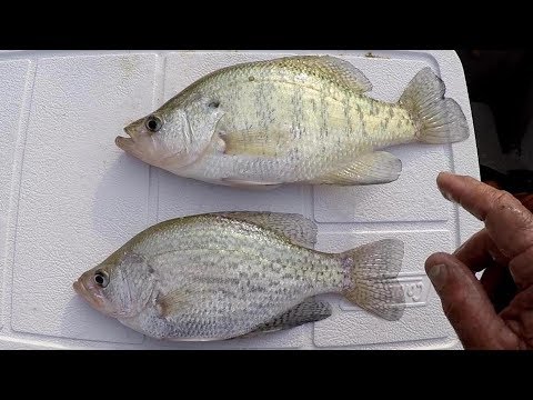 How To Tell The Difference Between Black Crappie and White Crappie
