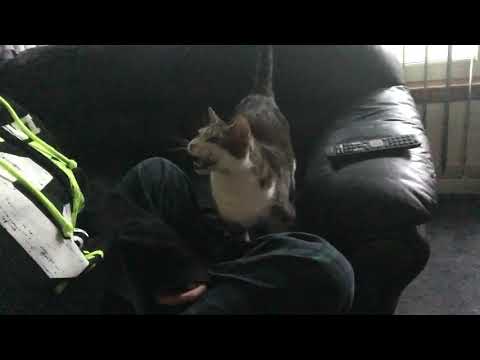 Jaina’s reaction to whistling