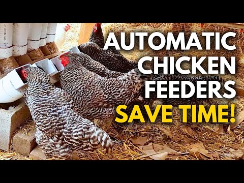 Easy automatic chicken feeders. save hours of work a year