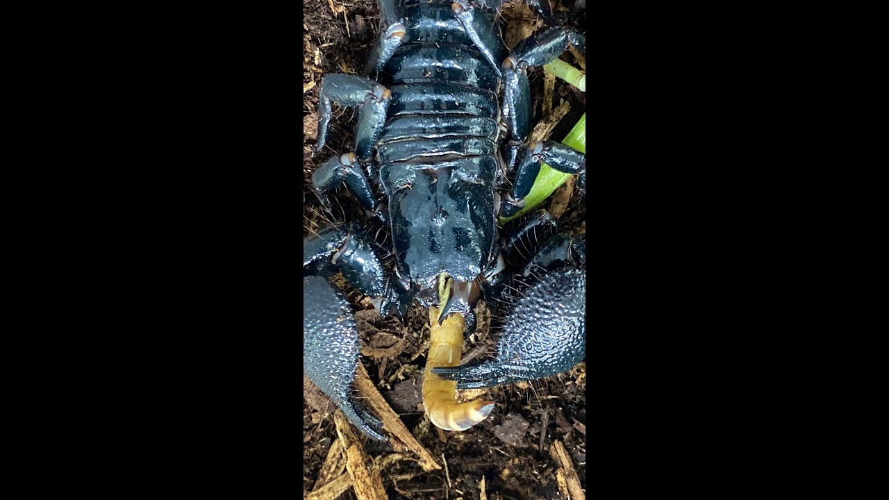 GIANT EMEPEROR SCORPION HAS PINCHERS FOR A MOUTH?! Scorpion eats a super worm 🐛💥🦂