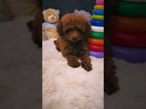 Maltipoo puppy for sale