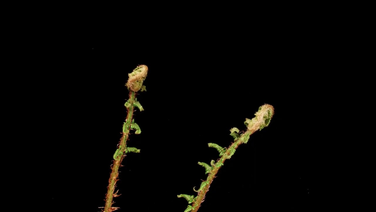 Tak rozwija się liść paproci