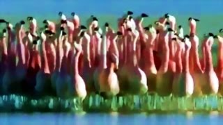 Music by CUSCO ♪ Islands of the Galapagos ♪ Wonders Nature