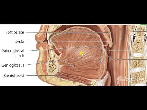 Oropharynx Interior