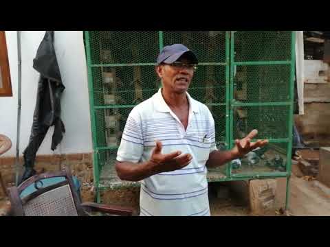 04 Supiri Paravi - සුපිරි පරවි - Halawatha Jude - timing pigeon - highflyin