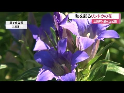 リンドウ科 植物