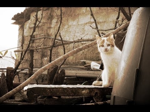 RIVELLO (Potenza) - Intervallo 2