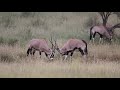 Oryx Fighting Kgalagadi Transfrontier Park