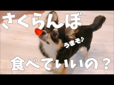 犬はサクランボを食べてもいいのでしょうか?