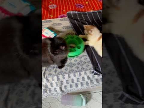 MINIVLOG MY PERSIAN CATS#trending #shorts #viral #video #catlovers #petlover #minivlog