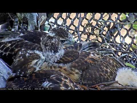Red-tailed Hawk Chicks Hang Out Together On Hot Day – June 5, 2020