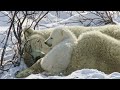 Polar Bear Naptime