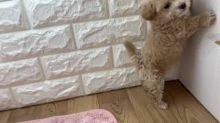 ハーフ犬の動画01