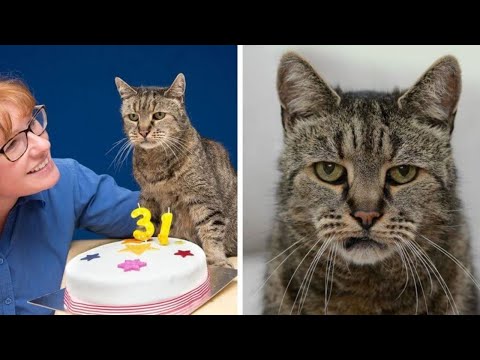 Meet The Oldest Cat In The World Who Is 31 Years Old And Still Has Many Lives Left