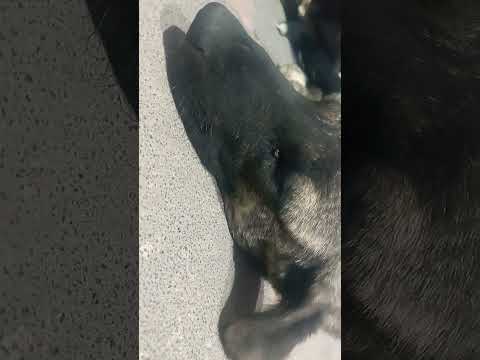 kavgaya giti🤣🤣🤣