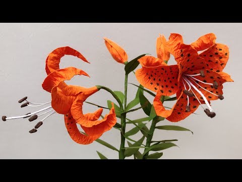 download lagu mp3 mp4 Japanese Tiger Lily Flower, download lagu Japanese Tiger Lily Flower gratis, unduh video klip Japanese Tiger Lily Flower