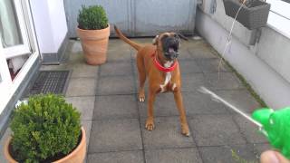 Boxer Dog goes NUTS!