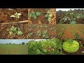 Watermelon plant growth from day 1 to 50 days cultivating process || watermelon seed to fruits
