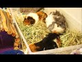 Bumblefoot in Guinea Pigs: What, Why and How to Treat? | Squeak Dreams