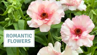 Planting Butterfly Ranunculus & Umbellifers for a Romantic Cut Flower Garden // Cottoverdi