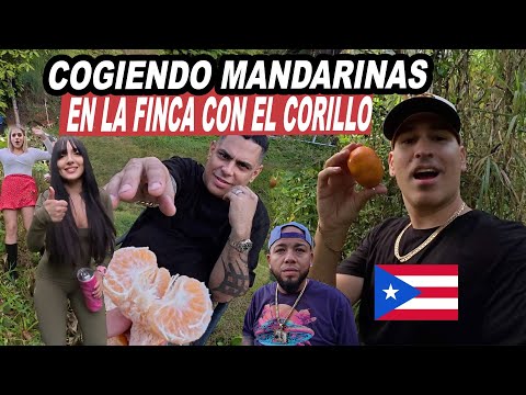 Cogiendo Mandarinas Jamsha - Gringo - Barbie Rican - Ñejo Se Pierde En La Finca Puerto Rico 🇵🇷
