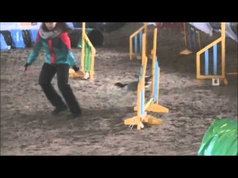 Treningowe Zawody Agility 27 luty