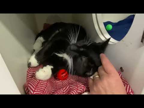 Rosendo 139336 is the sweetest young kitty!