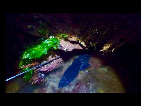 Massive Eel in a Lobster hole ! Foraging Scallops & Prawn - Catch & Cook