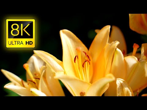 Largest Flowers New Collection In The World 8K ULTRA HD / With Clamping Music