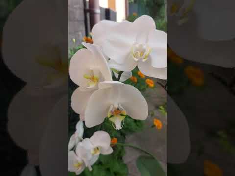 Єдина біла орхідея | This is the only white orchid #shorts