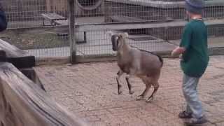preview picture of video 'Petting Zoo Goat at BREC Baton Rouge Zoo Playing'