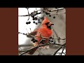 The Cardinal