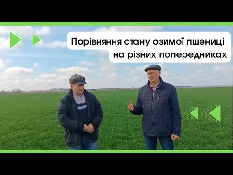 Порівняння стану озимої пшениці на різних попередниках