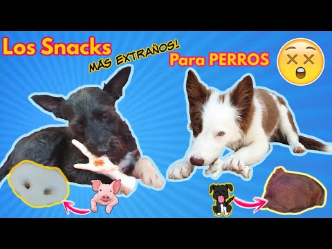 WE TRIED THE STRANGEST DOG SNACKS! Lana