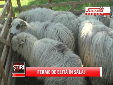 FERME DE ELITA IN SALAJ