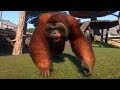 Planet Zoo Bornean Orangutan Gameplay PC HD 1080p60FPS