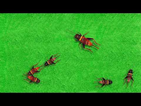 CAT GAMES - Crickets make loud noises cat, bird and fish toys