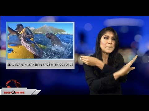Seal slaps kayaker in face with octopus (ASL - 9.27.18)