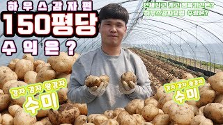 150평 하우스감자 수익은?지리산 함양에서 하우스 감자심는시기, 재배방법 및 요령 감자수확과 선별 한동당 수…