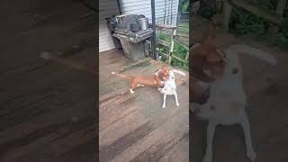 Video preview image #1 Basset Hound Puppy For Sale in Deepwater, NJ, USA