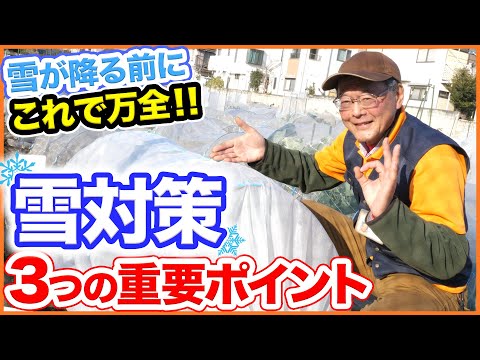 キョウチクトウを霜から守る方法は？冬を乗り切るための 4 つの簡単なアクション  庭園